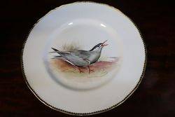 Royal Worcester Signed Plate "Whiskered Tern" By D.Cox#