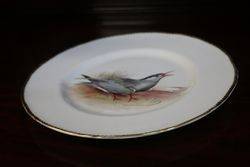 Royal Worcester Signed Plate andquotWhiskered Ternandquot By DCox