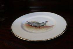 Royal Worcester Signed Plate andquotWhiskered Ternandquot By DCox