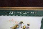 Wills Woodbine Framed Shop Display Card