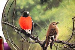 Arnotts Biscuit Tin  Australian Wildlife Flame Robins