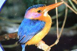 Arnotts Biscuit Tin  Kingfisher
