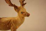 Beswick Stag